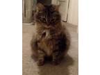 Adopt Aggie a Brown Tabby Domestic Longhair / Mixed (long coat) cat in