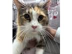 Adopt Cali a White Domestic Shorthair / Domestic Shorthair / Mixed cat in New