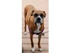 Adopt Sattie a Brown/Chocolate Boxer / Mixed dog in Kansas City, MO (41331092)