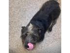 Adopt Shazzy a Black - with White Cairn Terrier / Mixed dog in Hilton Head