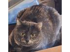 Adopt Ash Marie a Tortoiseshell Domestic Longhair / Mixed (long coat) cat in
