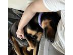 Adopt Dory a Black - with Tan, Yellow or Fawn Doberman Pinscher / German