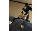 Adopt Tyson a Black Australian Cattle Dog / Labrador Retriever / Mixed dog in