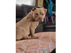 Adopt Stanley a Tan/Yellow/Fawn American Pit Bull Terrier / Mixed dog in Cabot