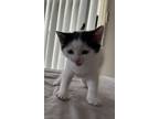 Adopt Kitten a White (Mostly) Devon Rex (short coat) cat in Palm Coast