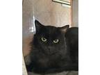Adopt Camp Lazlo a All Black Domestic Longhair / Domestic Shorthair / Mixed cat