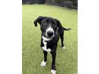 Adopt Mr. Tumnus a Black Mixed Breed (Large) / Mixed dog in Hutchinson