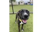 Adopt Twilight a Black Mixed Breed (Large) / Mixed dog in Hutchinson