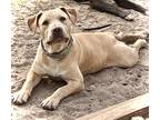 Adopt Honey a Tan/Yellow/Fawn - with White American Staffordshire Terrier /