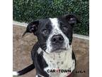 Adopt Elwood a Border Collie / Labrador Retriever / Mixed dog in Lexington