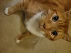 Adopt Tony Sherbert a Orange or Red Tabby / Mixed (short coat) cat in West