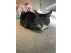 Adopt Toby a Spotted Tabby/Leopard Spotted Tabby / Mixed (short coat) cat in