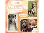 Adopt Betty a Merle American Staffordshire Terrier / Catahoula Leopard Dog /
