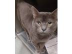 Adopt Killva *SN* a Gray or Blue Domestic Shorthair / Domestic Shorthair / Mixed