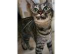 Adopt Estie a Domestic Shorthair / Mixed (short coat) cat in El Dorado