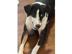 Adopt Lilly a Hound (Unknown Type) / Mixed dog in El Dorado, AR (41330781)
