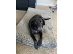 Adopt Mia a Black Labrador Retriever / Hound (Unknown Type) / Mixed dog in