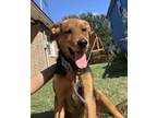 Adopt Canela a Black - with Tan, Yellow or Fawn Rottweiler / Mixed dog in