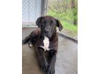 Adopt Anson a Black Labrador Retriever / Mixed Breed (Medium) / Mixed (short