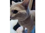 Adopt Cat a Tan or Fawn Domestic Shorthair / Mixed (short coat) cat in