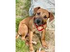 Adopt Liam a Hound (Unknown Type) / Mixed dog in Darlington, SC (41025574)