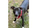 Adopt Finn a Hound (Unknown Type) / Mixed dog in Darlington, SC (41025573)