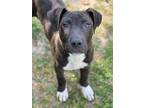 Adopt Finn a Hound (Unknown Type) / Mixed dog in Darlington, SC (41025573)
