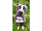 Adopt Nala a Gray/Blue/Silver/Salt & Pepper Mixed Breed (Large) / Mixed dog in