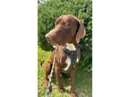 Adopt Chente a Brown/Chocolate - with White German Shorthaired Pointer / Mixed