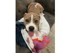 Adopt Sunnie a Brindle - with White American Pit Bull Terrier / Boxer / Mixed