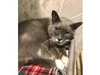 Adopt Bowtie a Gray or Blue (Mostly) Domestic Shorthair / Mixed (short coat) cat