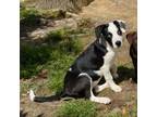 Adopt Annie a Black - with White Labrador Retriever / Corgi / Mixed dog in