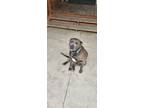 Adopt Ty a Gray/Blue/Silver/Salt & Pepper American Staffordshire Terrier / Mixed