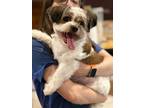 Adopt Bocci a Brown/Chocolate - with White Shih Tzu / Mixed Breed (Small) /