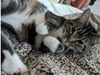 Adopt Luna & Hijo a Brown Tabby Tabby / Mixed (medium coat) cat in Pacific