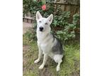 Adopt Sky a White - with Gray or Silver Husky / German Shepherd Dog / Mixed dog