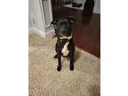Adopt Hobie a Black - with White American Pit Bull Terrier / American