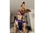 Adopt Arizona a Brindle Mutt / Mixed dog in Winston Salem, NC (41059483)