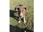 Adopt Buster a Australian Shepherd / Springer Spaniel / Mixed dog in Winter