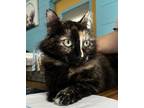 Adopt Nutmeg a All Black Domestic Longhair / Domestic Shorthair / Mixed cat in
