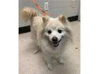 Adopt Koby a White Japanese Chin / Pomeranian / Mixed dog in Tampa