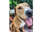 Adopt Haku Jackson a Tan/Yellow/Fawn - with White American Pit Bull Terrier /