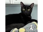 Adopt Gara a All Black Domestic Shorthair / Domestic Shorthair / Mixed cat in