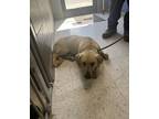 Adopt Automotive a Tan/Yellow/Fawn Labrador Retriever / Mixed dog in