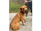 Adopt Blaire a Brown/Chocolate Rhodesian Ridgeback / Mixed Breed (Medium) /