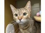 Adopt Stardust a Brown or Chocolate Domestic Shorthair / Domestic Shorthair /
