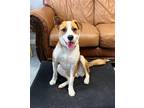 Adopt Georgie a Tan/Yellow/Fawn - with White Hound (Unknown Type) / Mixed dog in