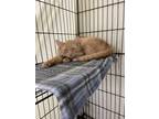 Adopt Teddy a Orange or Red Tabby Domestic Shorthair (short coat) cat in
