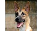 Adopt Vander a Jindo / Shiba Inu / Mixed dog in San Diego, CA (39616985)