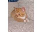 Adopt Botas a Orange or Red Tabby / Mixed (short coat) cat in Beaverton